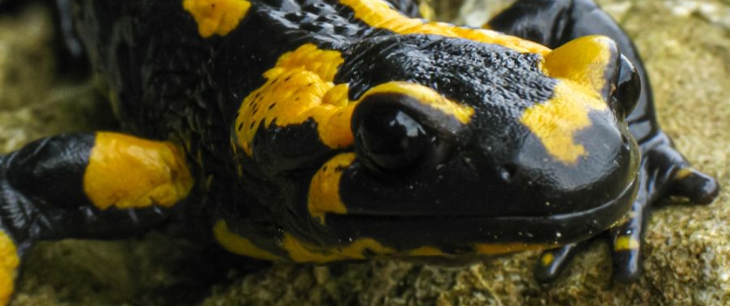 Feuersalamander - Salamandra salamandra