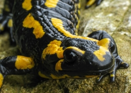 Feuersalamander - Salamandra salamandra