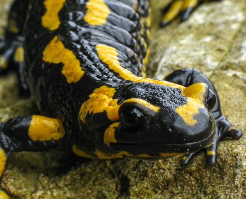 Feuersalamander - Salamandra salamandra