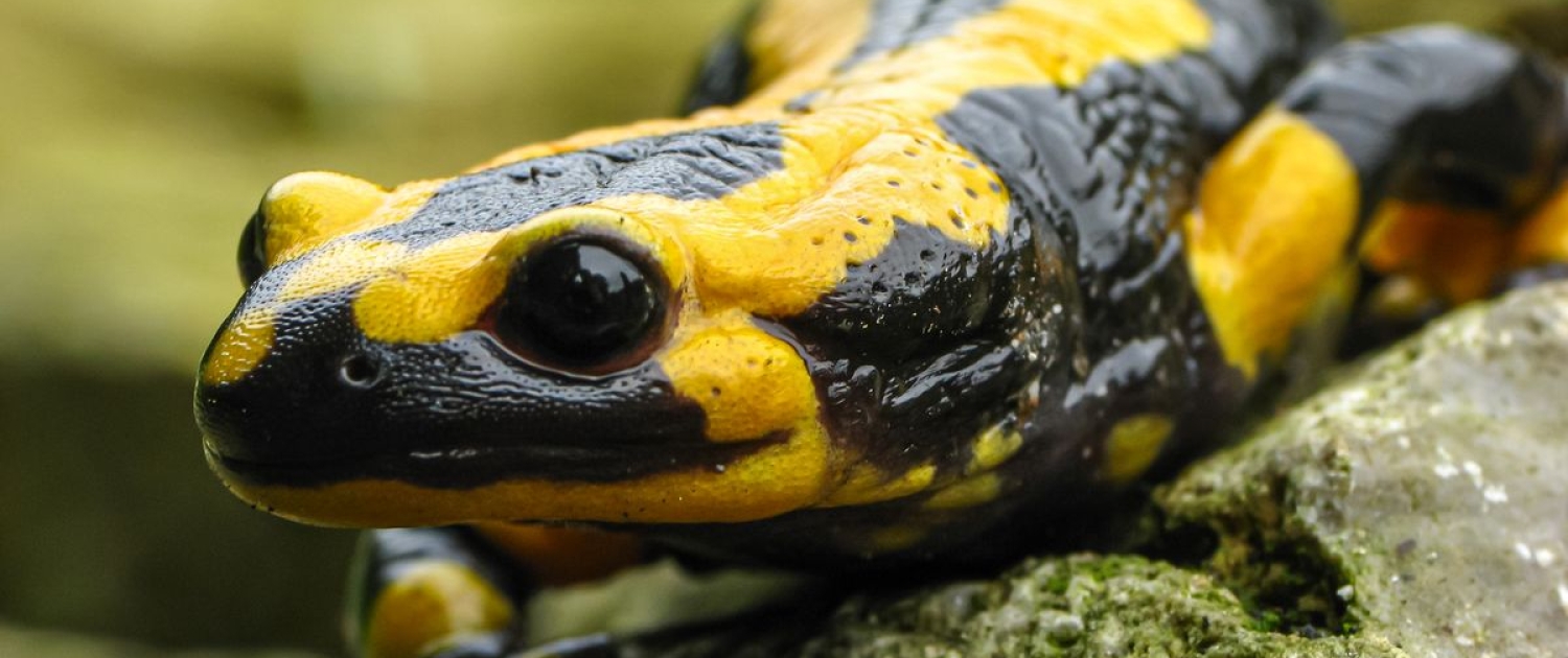 Feuersalamander - Salamandra salamandra