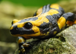 Feuersalamander - Salamandra salamandra