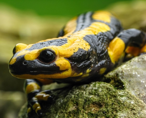 Feuersalamander - Salamandra salamandra