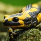 Feuersalamander - Salamandra salamandra