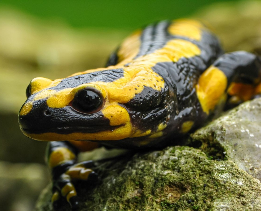 Feuersalamander - Salamandra salamandra