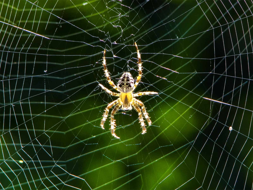 Araneus diadematus - Gartenkreuzspinne | Fundort: Menden Asbeck