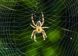 Araneus diadematus - Gartenkreuzspinne