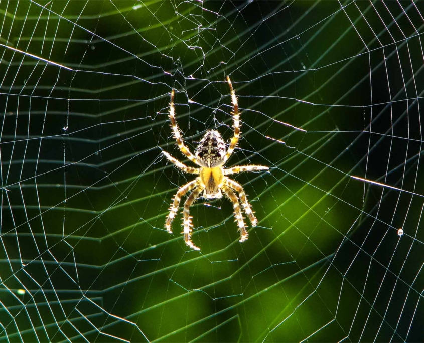Araneus diadematus - Gartenkreuzspinne