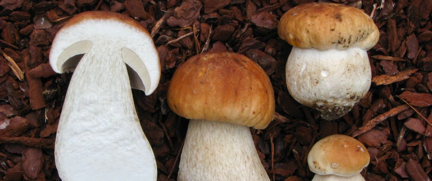 Fichten-Steinpilz - Boletus edulis