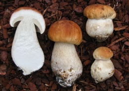 Fichten-Steinpilz - Boletus edulis