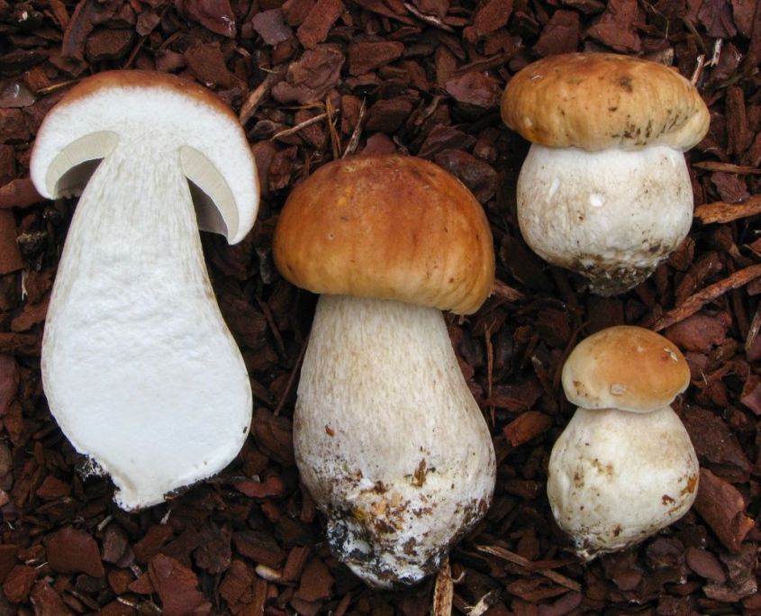 Fichten-Steinpilz - Boletus edulis