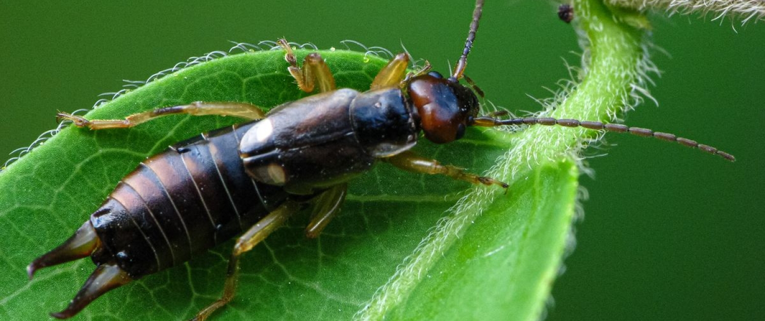 Forficula auricularia - Gemeiner Ohrwurm