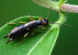 Forficula auricularia - Gemeiner Ohrwurm