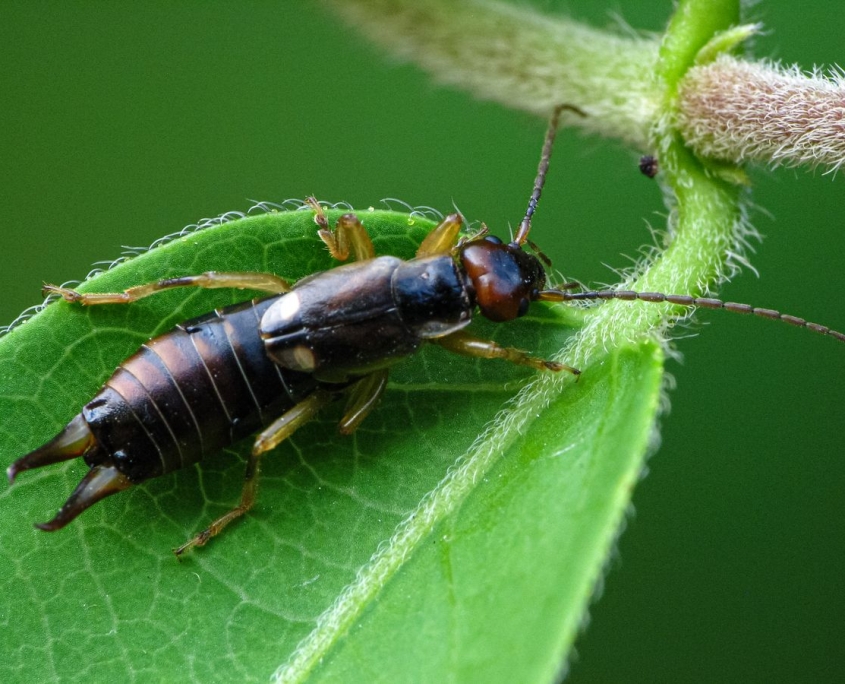 Forficula auricularia - Gemeiner Ohrwurm