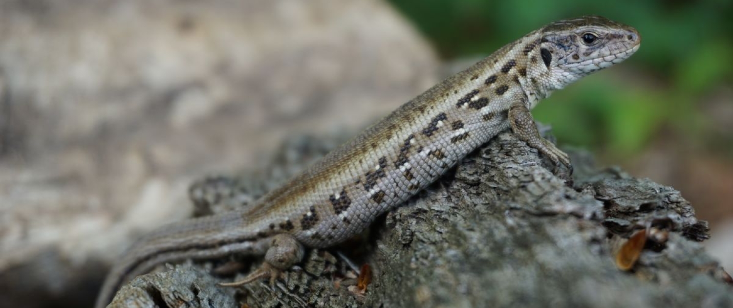 Lacerta agilis - Zauneidechse