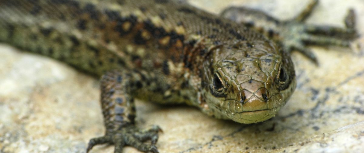 Zootica vivipara - Waldeidechse