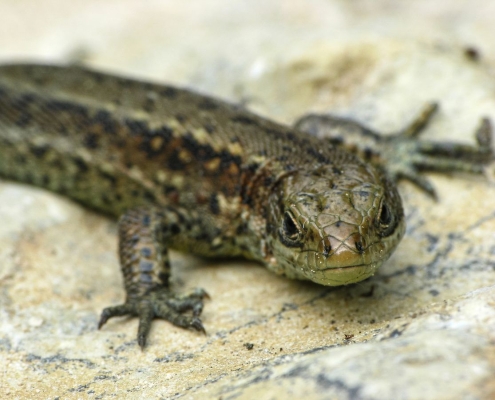 Zootica vivipara - Waldeidechse