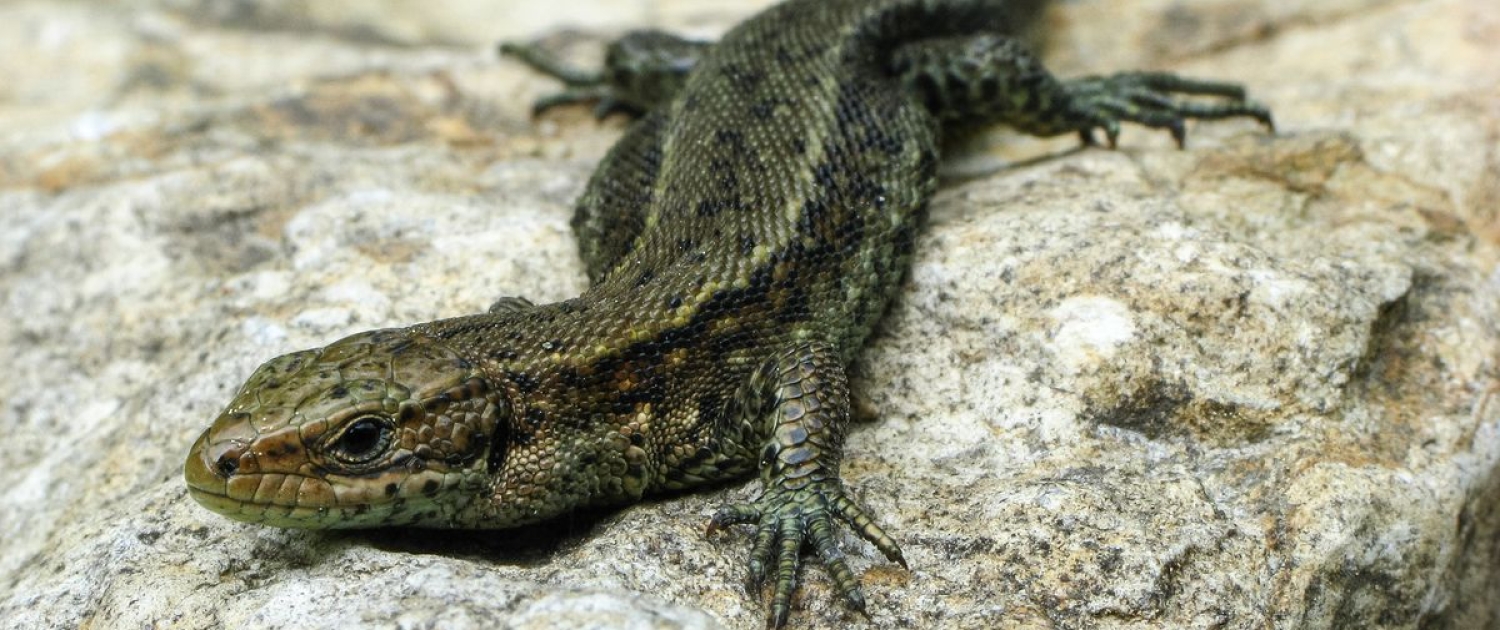 Zootica vivipara - Waldeidechse