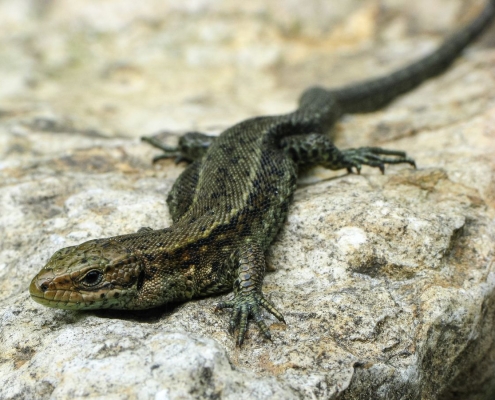 Zootica vivipara - Waldeidechse