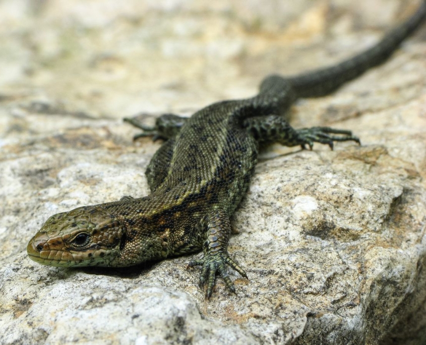 Zootica vivipara - Waldeidechse