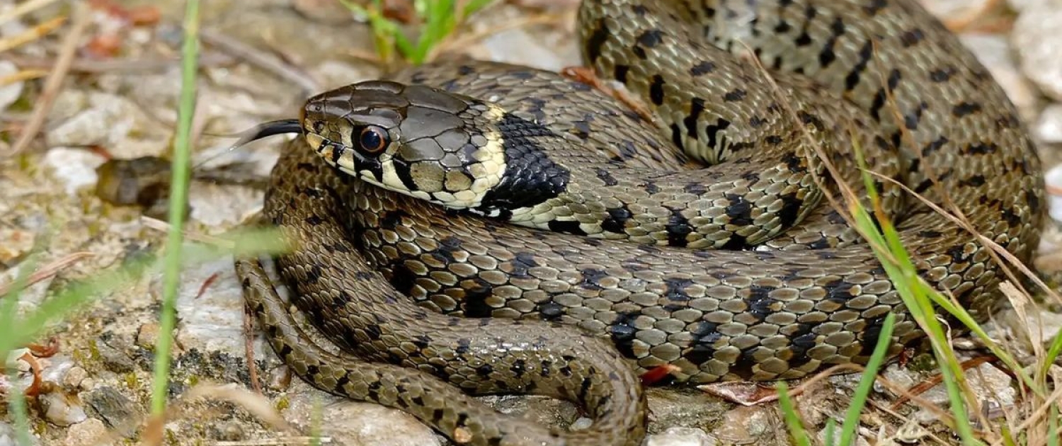 Natrix natrix - Ringelnatter