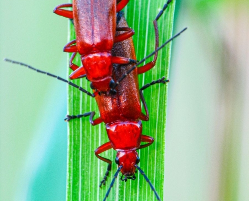 Rhagonycha fulva - Roter Weichkäfer