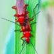 Rhagonycha fulva - Roter Weichkäfer