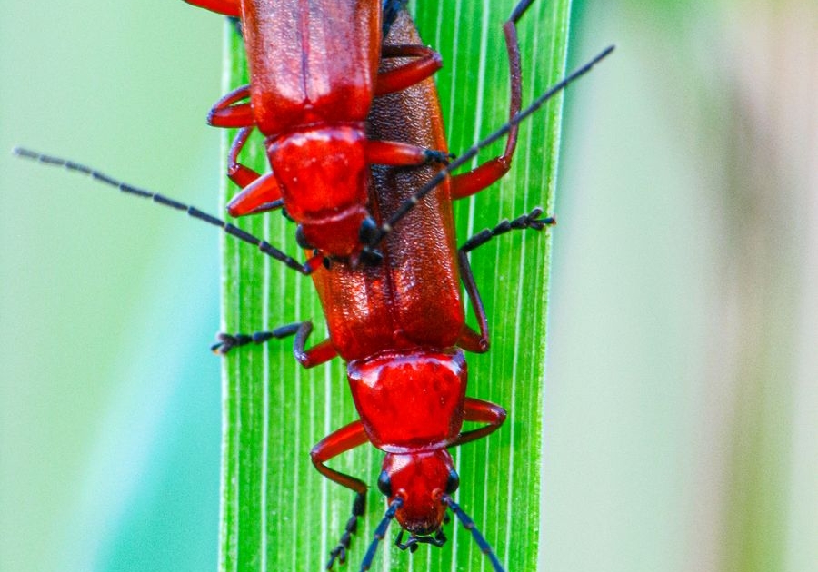 Rhagonycha fulva - Roter Weichkäfer