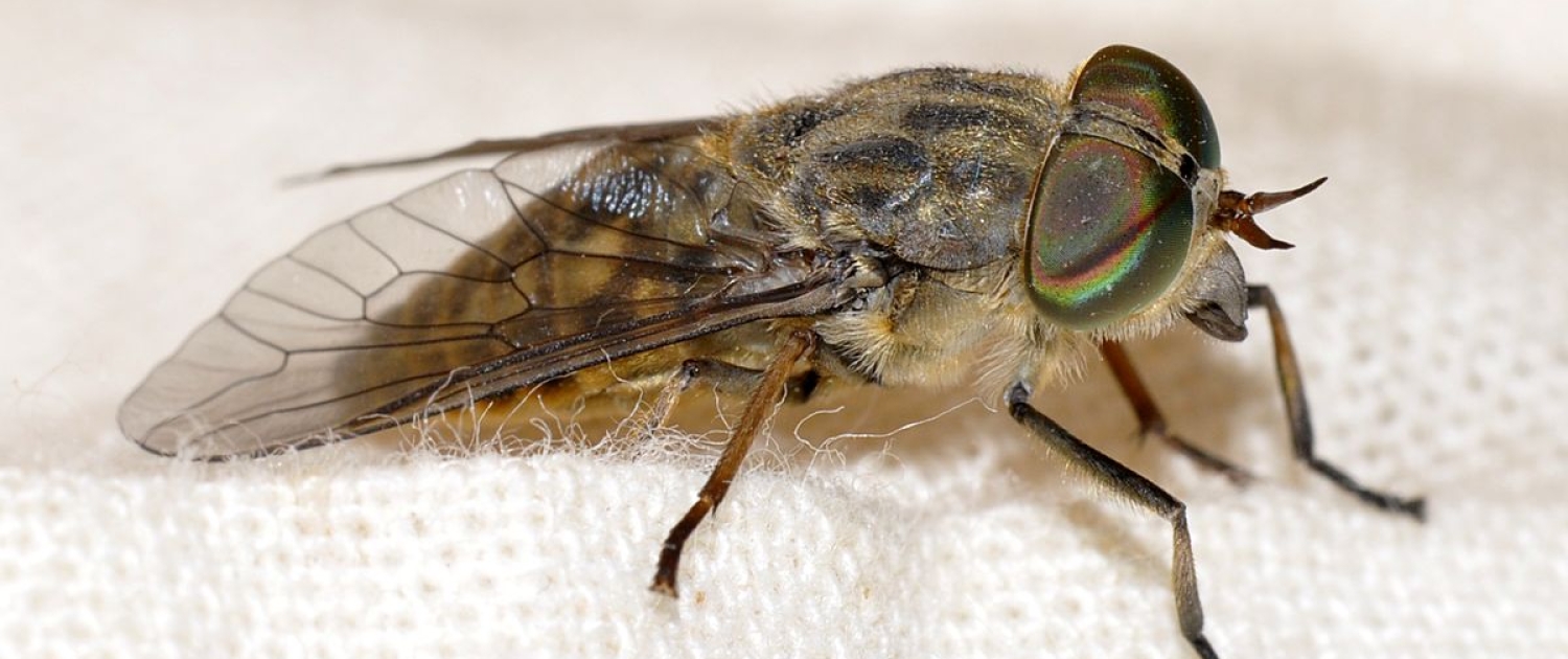 Gemeine Viehbremse - Tabanus_bromius