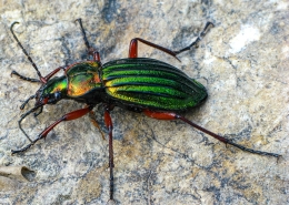 Carabus auronitens - Goldglänzender Laufkäfer
