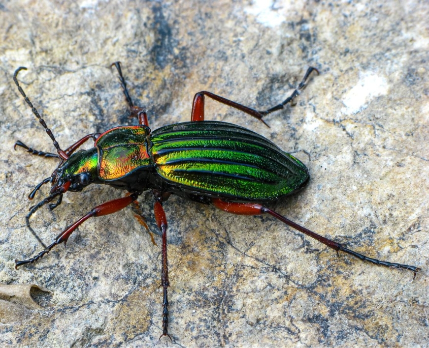 Carabus auronitens - Goldglänzender Laufkäfer
