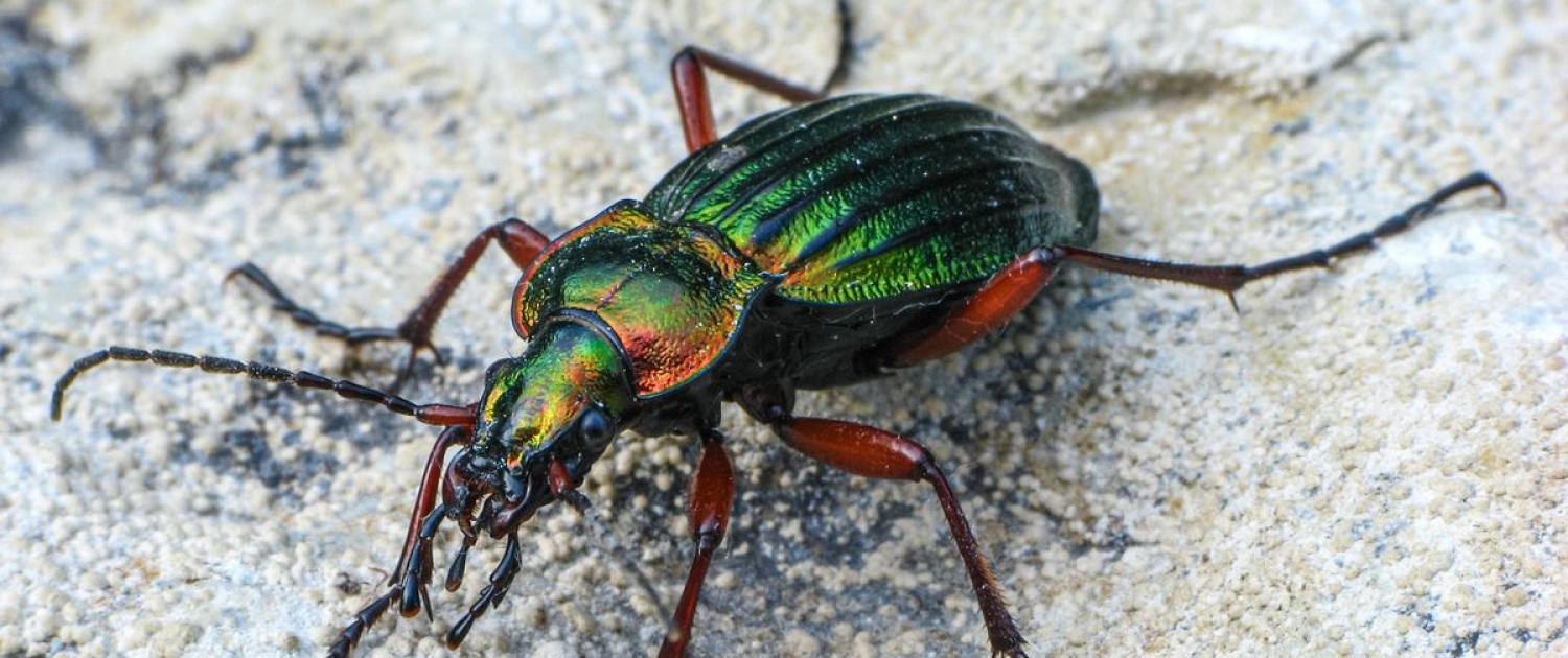 Carabus auronitens - Goldglänzender Laufkäfer