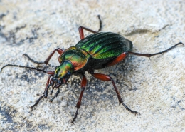 Carabus auronitens - Goldglänzender Laufkäfer