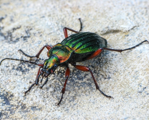 Carabus auronitens - Goldglänzender Laufkäfer