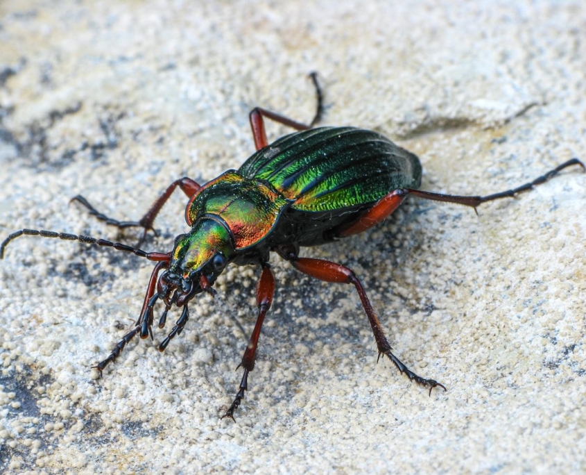 Carabus auronitens - Goldglänzender Laufkäfer