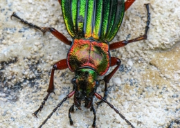 Carabus auronitens - Goldglänzender Laufkäfer