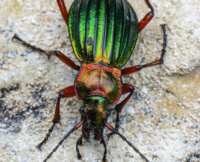 Carabus auronitens - Goldglänzender Laufkäfer