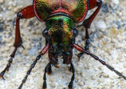 Carabus auronitens - Goldglänzender Laufkäfer