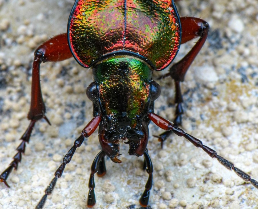 Carabus auronitens - Goldglänzender Laufkäfer