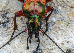 Carabus auronitens - Goldglänzender Laufkäfer