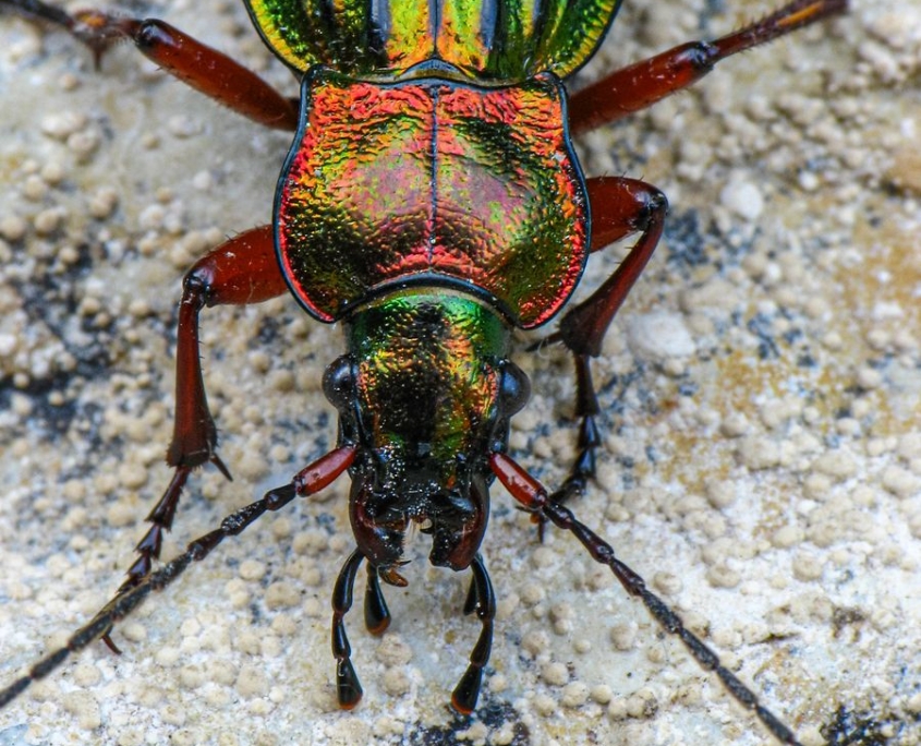 Carabus auronitens - Goldglänzender Laufkäfer
