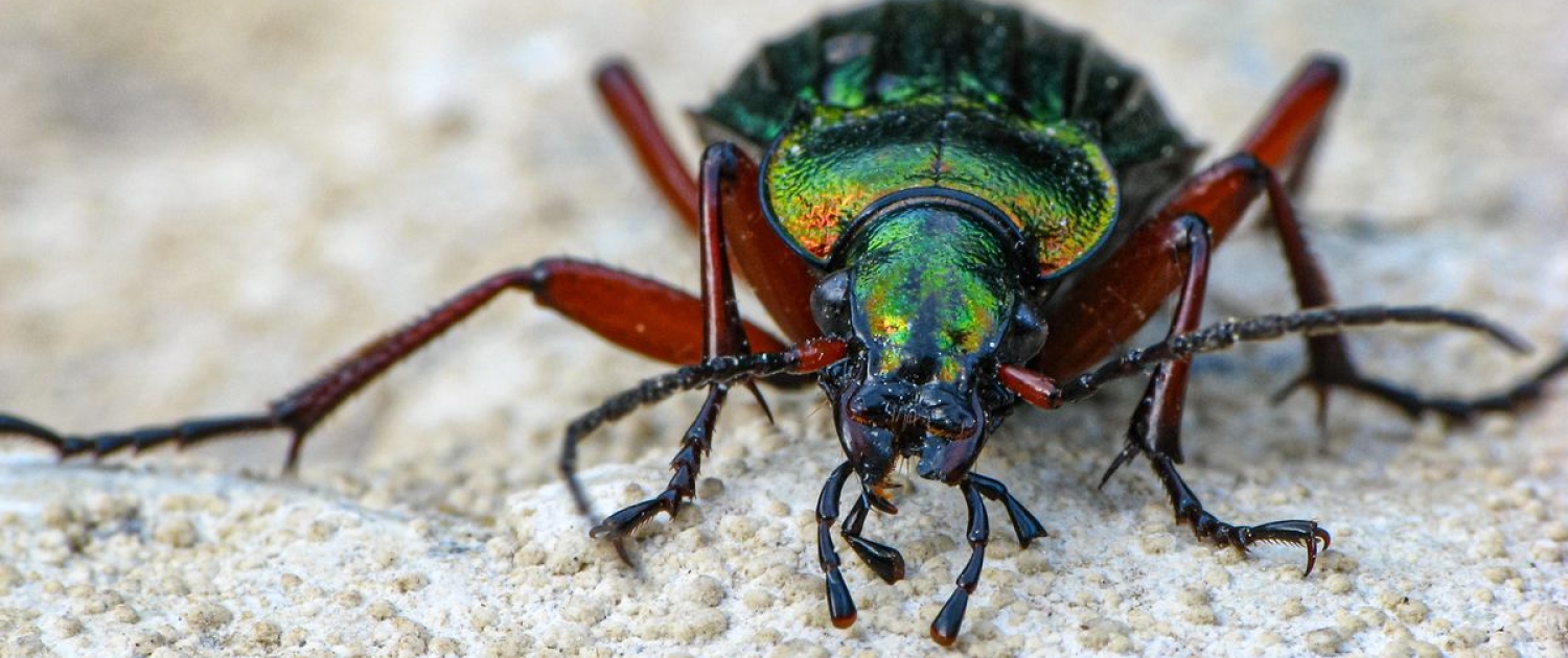 Carabus auronitens - Goldglänzender Laufkäfer