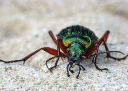 Carabus auronitens - Goldglänzender Laufkäfer