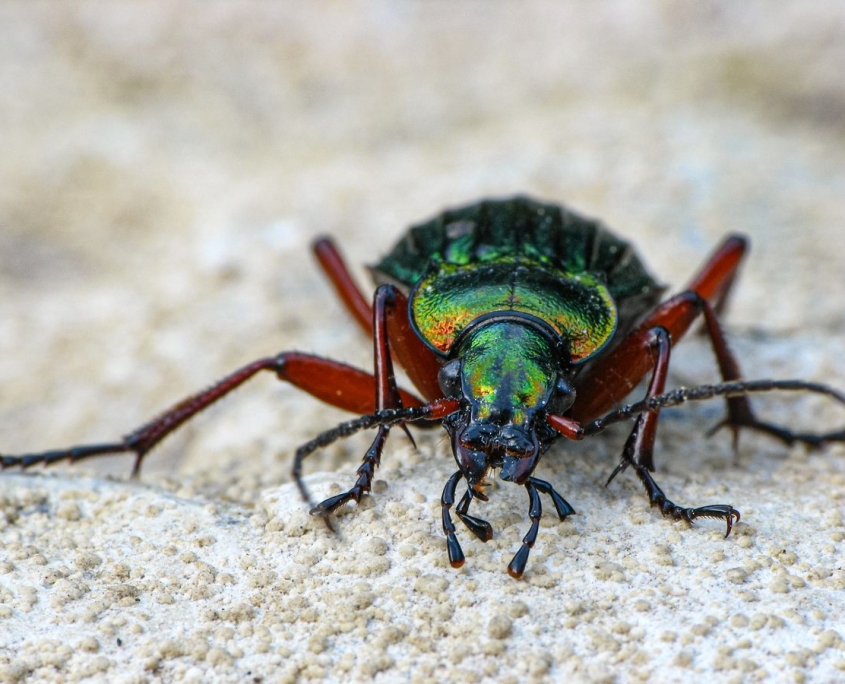 Carabus auronitens - Goldglänzender Laufkäfer