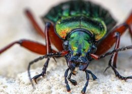 Carabus auronitens - Goldglänzender Laufkäfer