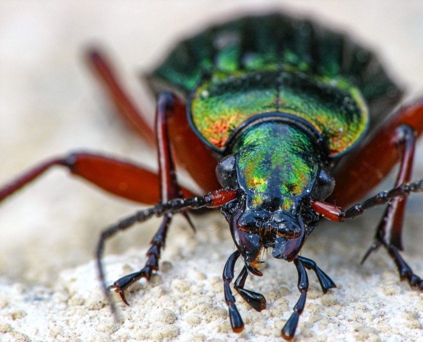 Carabus auronitens - Goldglänzender Laufkäfer