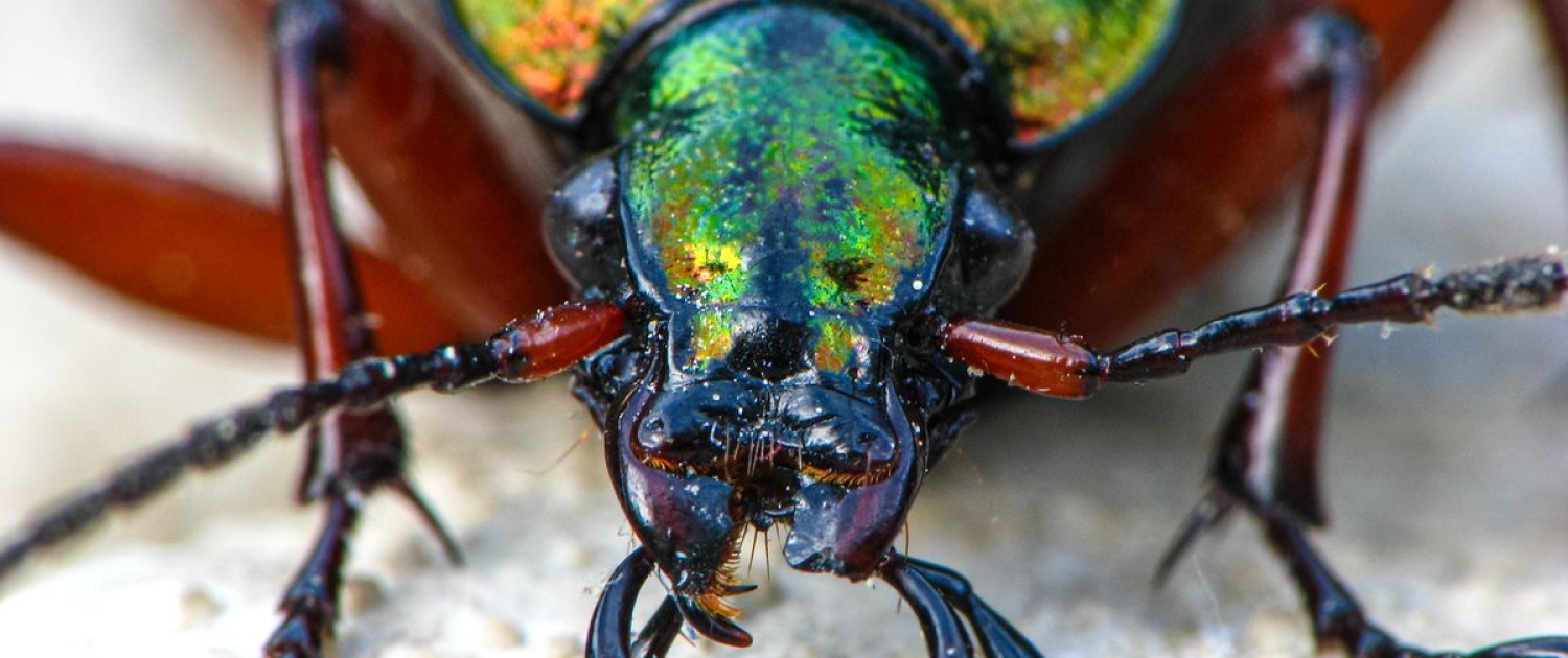 Carabus auronitens - Goldglänzender Laufkäfer