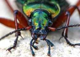 Carabus auronitens - Goldglänzender Laufkäfer