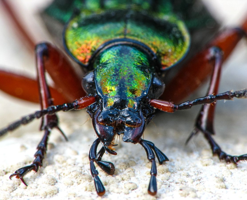 Carabus auronitens - Goldglänzender Laufkäfer