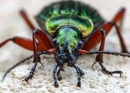 Carabus auronitens - Goldglänzender Laufkäfer