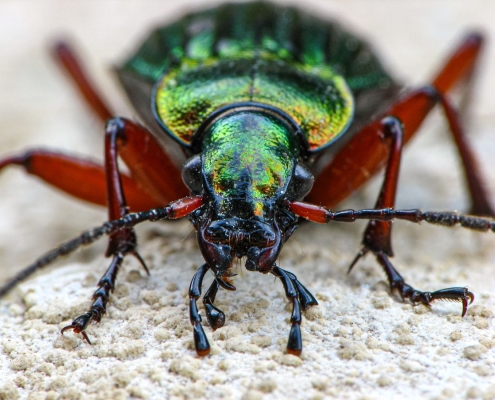 Carabus auronitens - Goldglänzender Laufkäfer